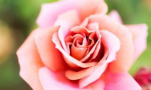 バラの花
